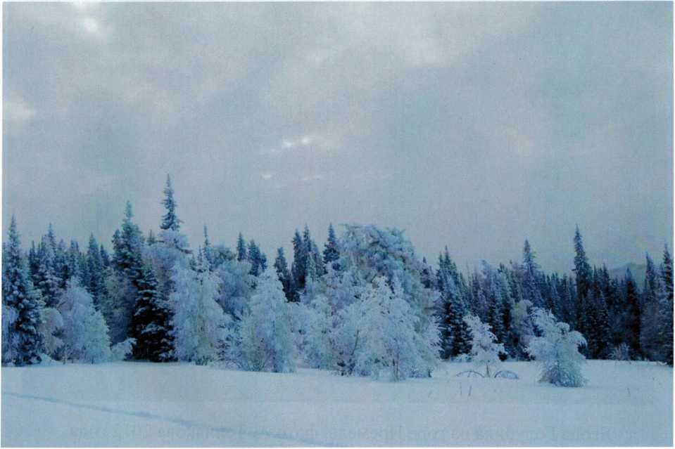 Зима, фото А. Теплякова 2013 года