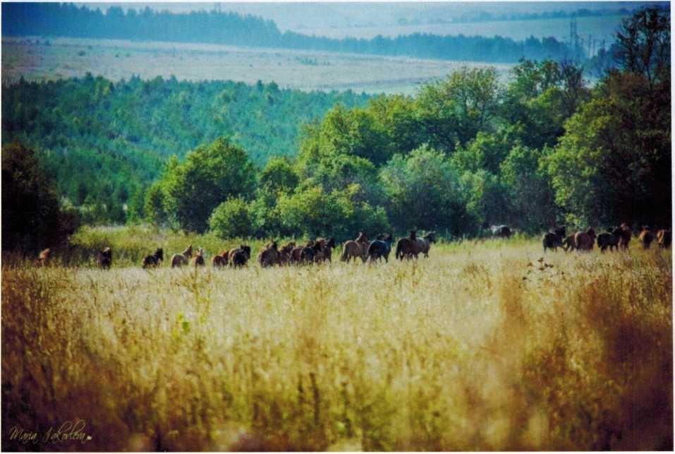 Раздолье, фото М. Яковлевой