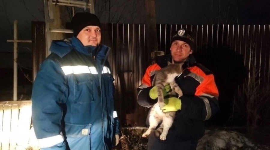 В Белорецке спасли застрявшего на столбе котенка