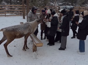 Этнопарк «Северные олени» в г. Белорецк продолжает работать!